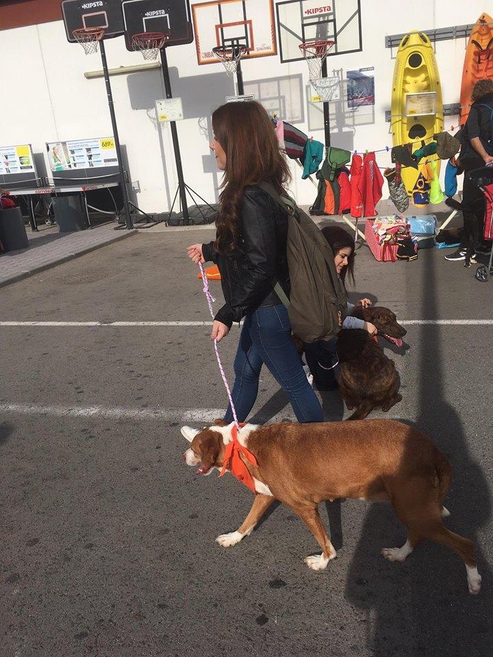 3a caminata canina solidaria 2016