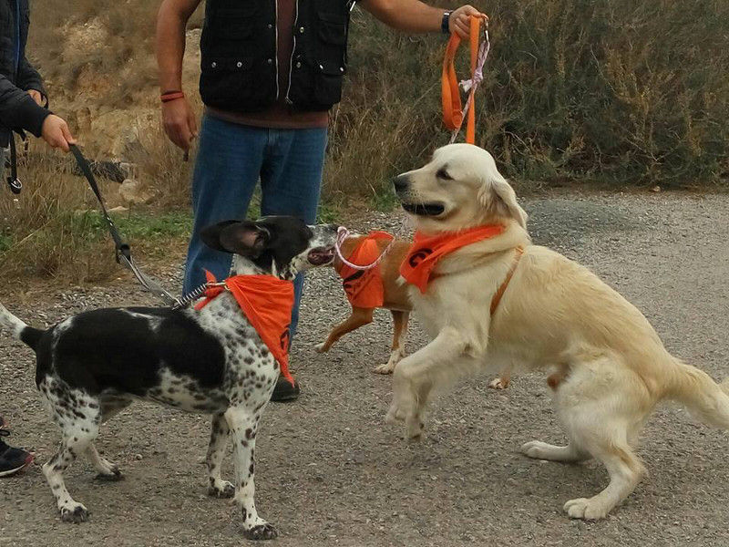 3a caminata canina solidaria 2016