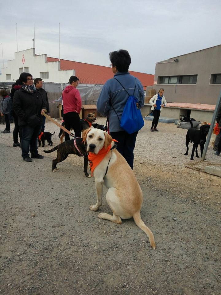 3a caminata canina solidaria 2016