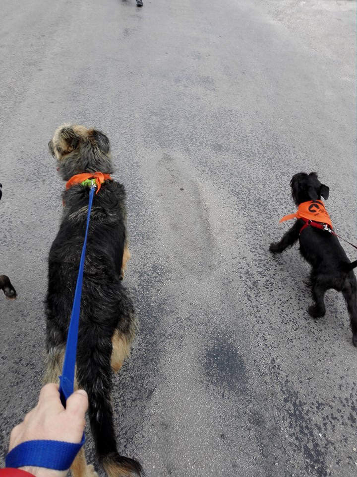 3a caminata canina solidaria 2016