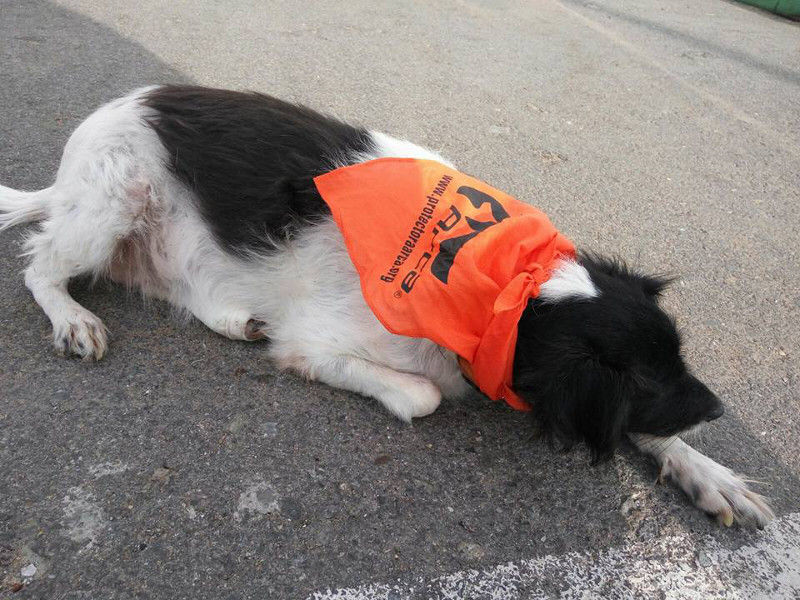 3a caminata canina solidaria 2016