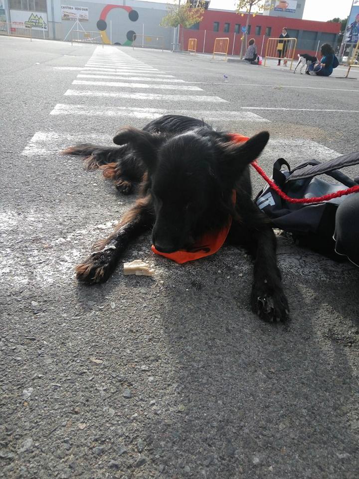 3a caminata canina solidaria 2016