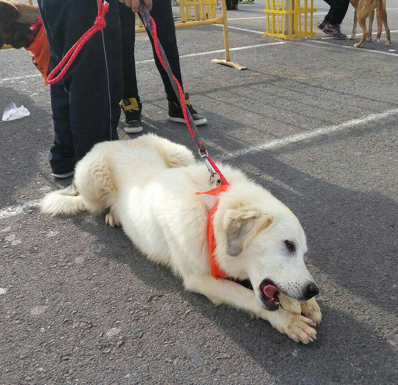 3a caminata canina solidaria 2016