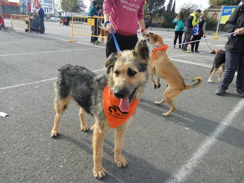 3a caminata canina solidaria 2016