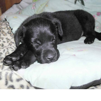 bimba