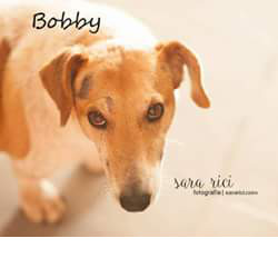 bobby