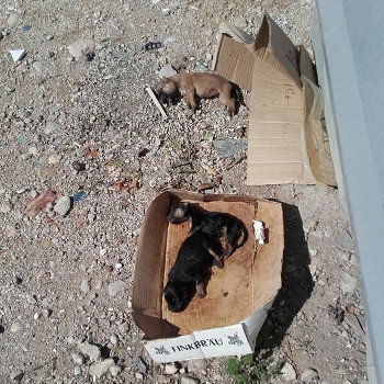 Concienciación! Encontrados cachorros muertos en los basureros de Roquetes