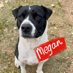 Megan