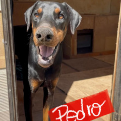 Pedro