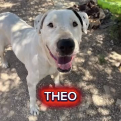 Theo