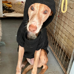 Suki (Senior)