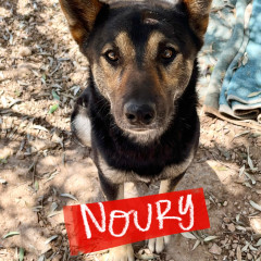 Noury
