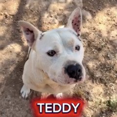 Teddy