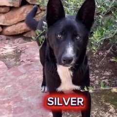 Silver