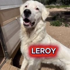 Leroy