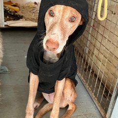 Suki (Senior)